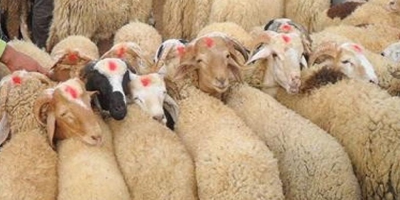 فلسفة الأضحية