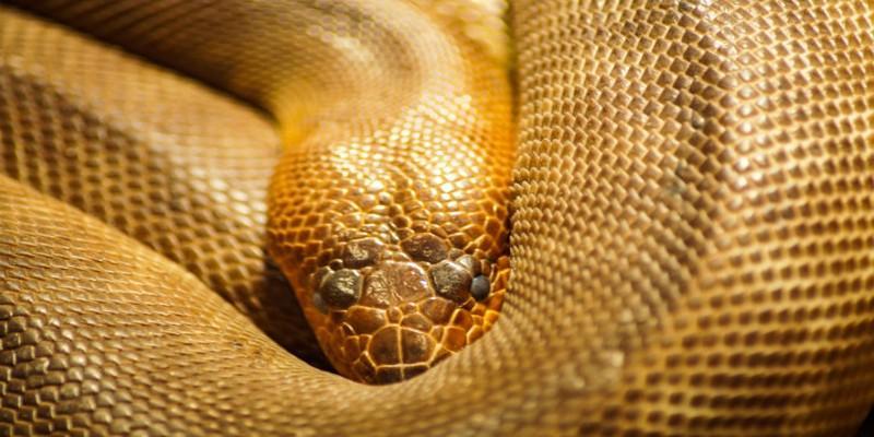 المصري القديم