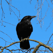 حفل زفاف في البيت الأبيض