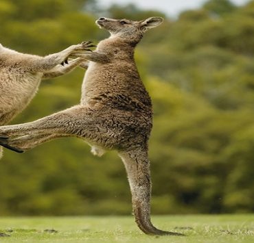 الشيخ الشعراوي