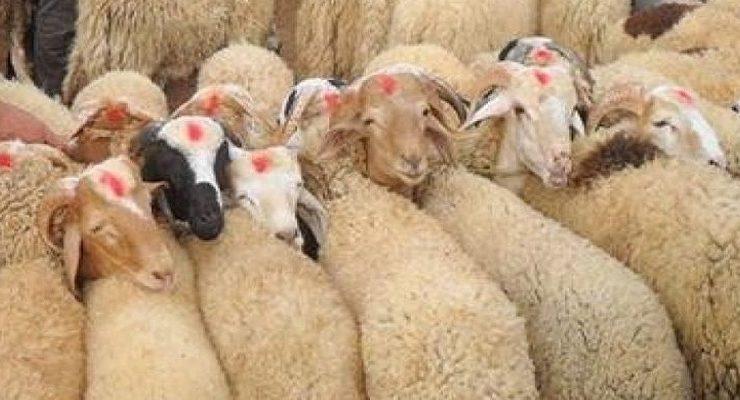 فلسفة الأضحية