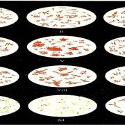 علم البكتيريا