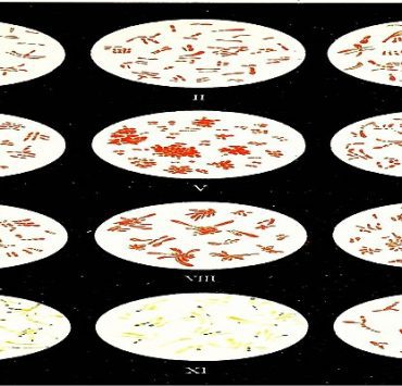 علم البكتيريا