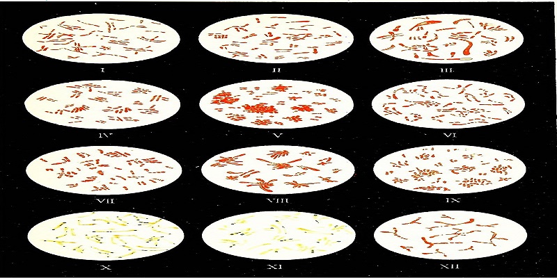 علم البكتيريا