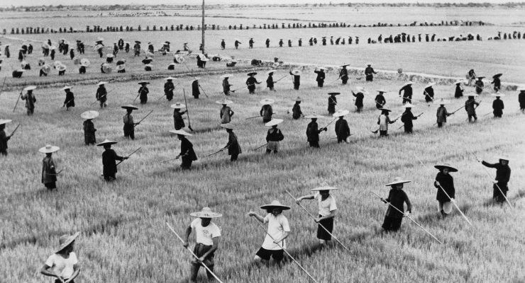 المجاعة الصينية