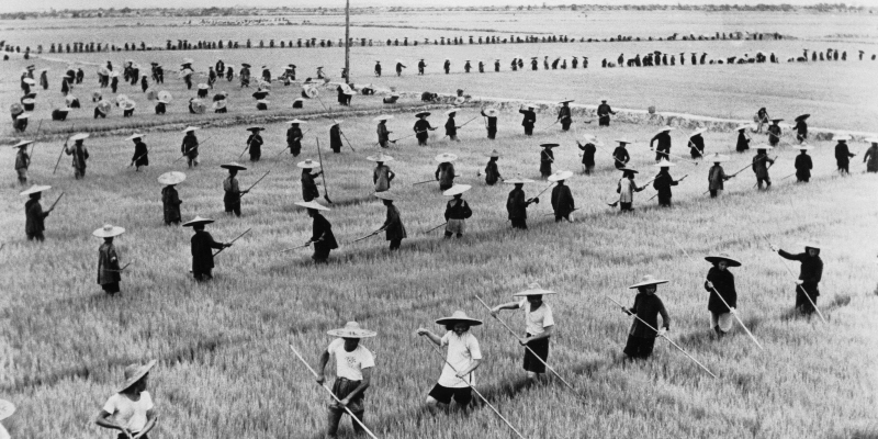 المجاعة الصينية