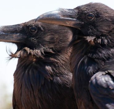 الدين V.S الحياة غربان