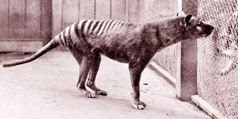 كيف يخطط العلماء لإحياء نمر تسمانيا والماموث من الانقراض؟ نمر