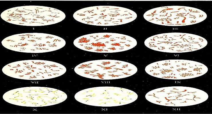 علم البكتيريا