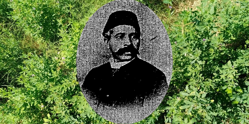 البرسيم في مصر