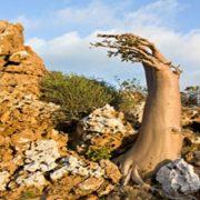 شجرة التين بين الإنجيل والقرآن