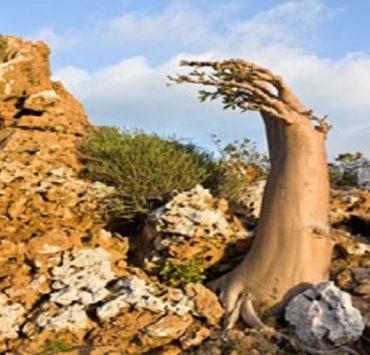 شجرة التين بين الإنجيل والقرآن