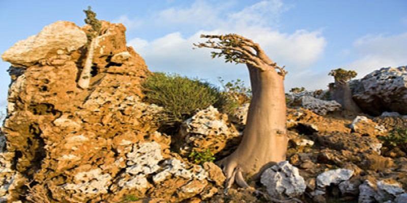 شجرة التين بين الإنجيل والقرآن