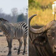 الحياة البرية