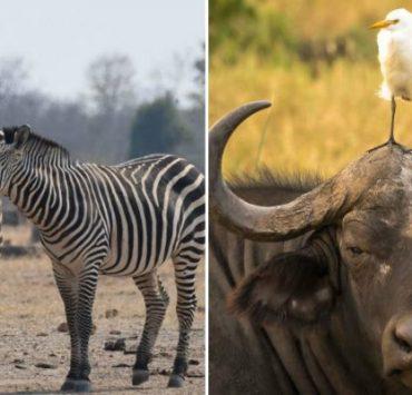 الحياة البرية