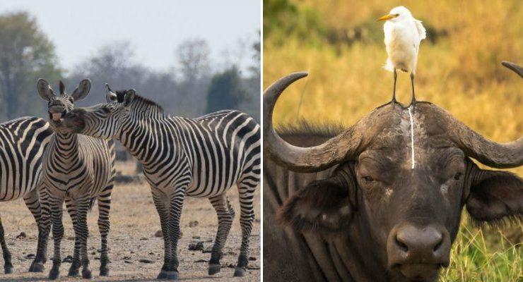 الحياة البرية