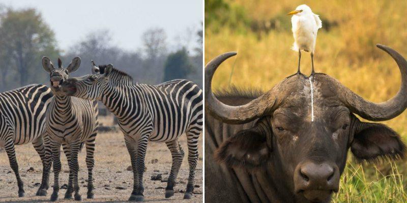 الضحك قال يا سم على التكشير..ضحكة من عالم الحياة البرية الحياة البرية