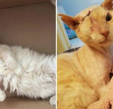 البحيرة التي تحول أي كائن حي إلى حجر القط