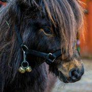 الفرس القزم