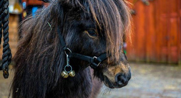 الفرس القزم