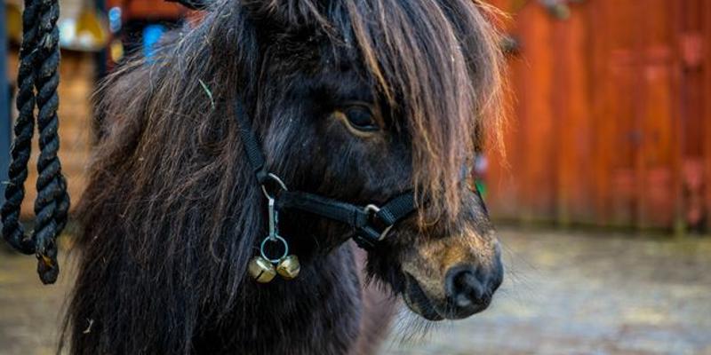 الفرس القزم