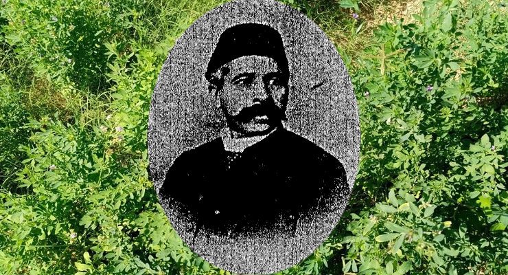 البرسيم في مصر