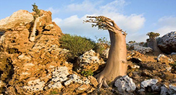 شجرة التين بين الإنجيل والقرآن