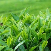 مشروع الشاي