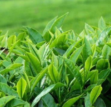 على الزرقاني.. على كل لون يا سيما مشروع الشاي