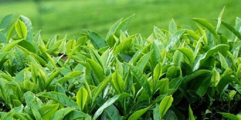 مشروع الشاي