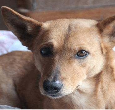 المونديال بالمصري (3) .. عندما بثَّت دور العرض المصرية مباريات المونديال بدلًا من أفلام السينما المونديال