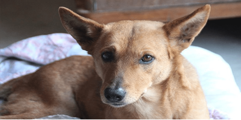 موكا وكابتشينو ..قصة للأطفال موكا