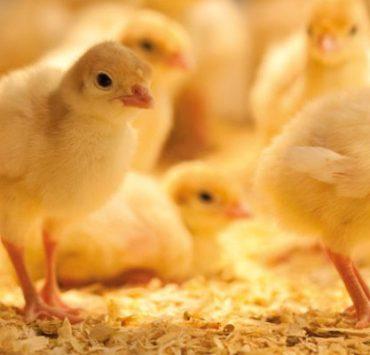 جمهور الترند