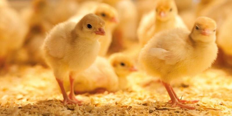 إعدامات الكتاكيت