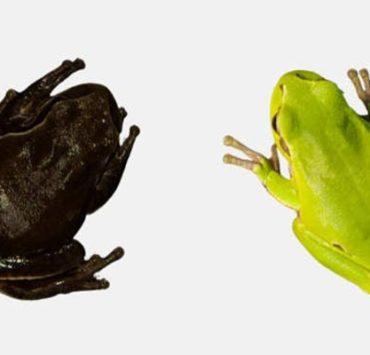 القاتل المتسلسل المغربي الذي دفن حيًا في الجدار تشيرنوبيل