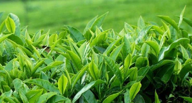 مشروع الشاي