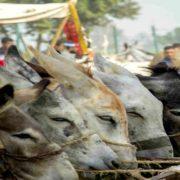 الحمير في مصر