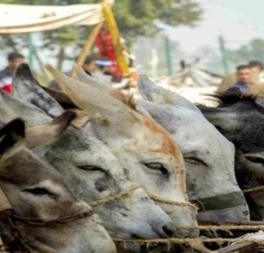 الحمير في مصر