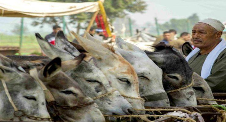 الحمير في مصر