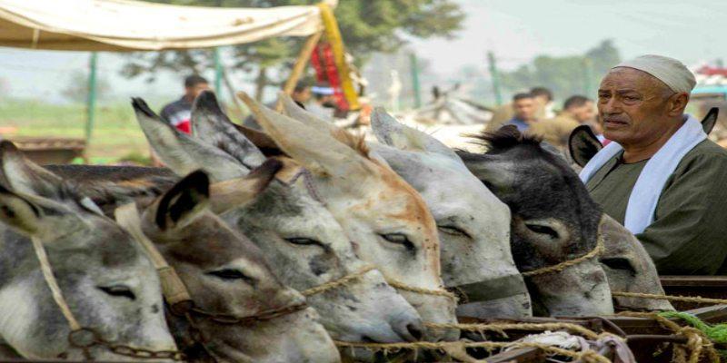 الحمير في مصر