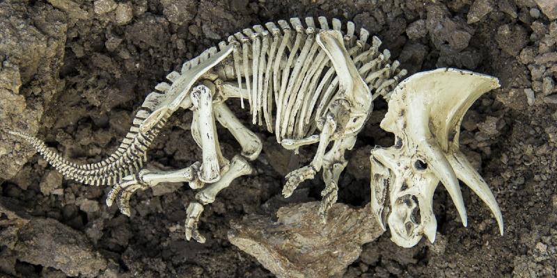 من كان أول الحيوانات المنقرضة بسبب الإنسان؟ المنقرضة