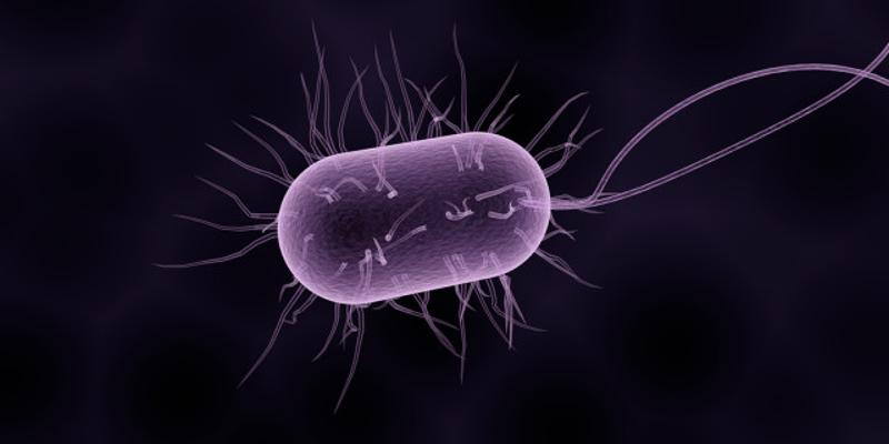 الفيروس الذي يبلغ عمره أكثر من 48 ألف عام وأحياه العلماء من تحت الجليد الفيروس