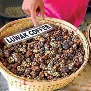 قهوة من فضلات القط