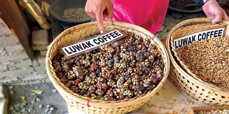 قهوة من فضلات القط