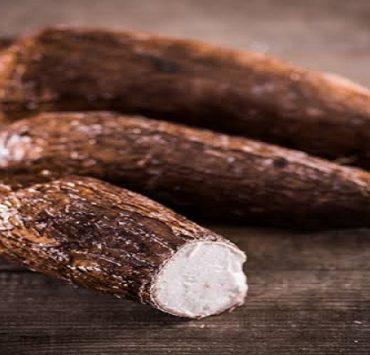 نبات الكسافا