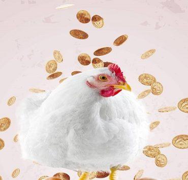 الفراخ المجمدة في مصر