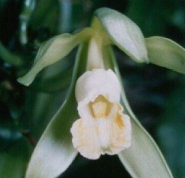 كيفية إنشاء مجموعة محادثة في سناب شات الفانيليا