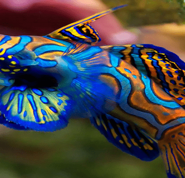 5 طرق لتزيين الحائط بطرق مبتكرة دون ثقبه الأسماك