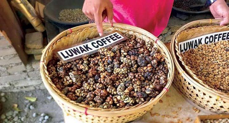 قهوة من فضلات القط