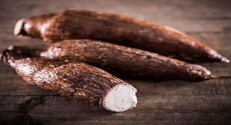 نبات الكسافا